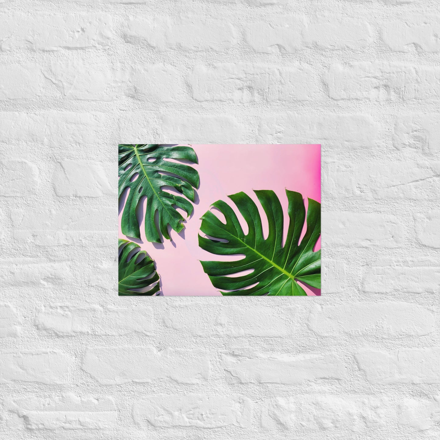 PINK & MONSTERA
