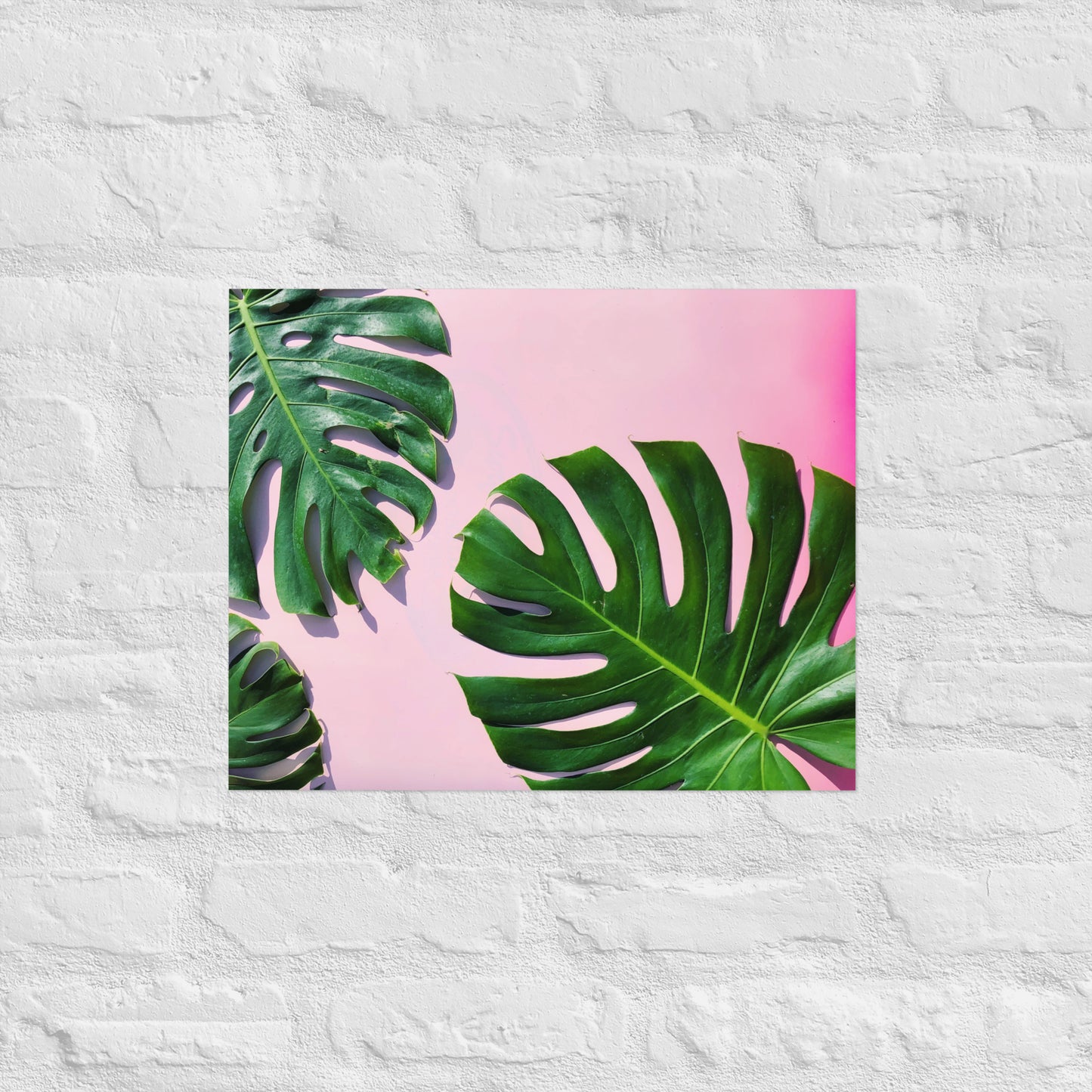 PINK & MONSTERA