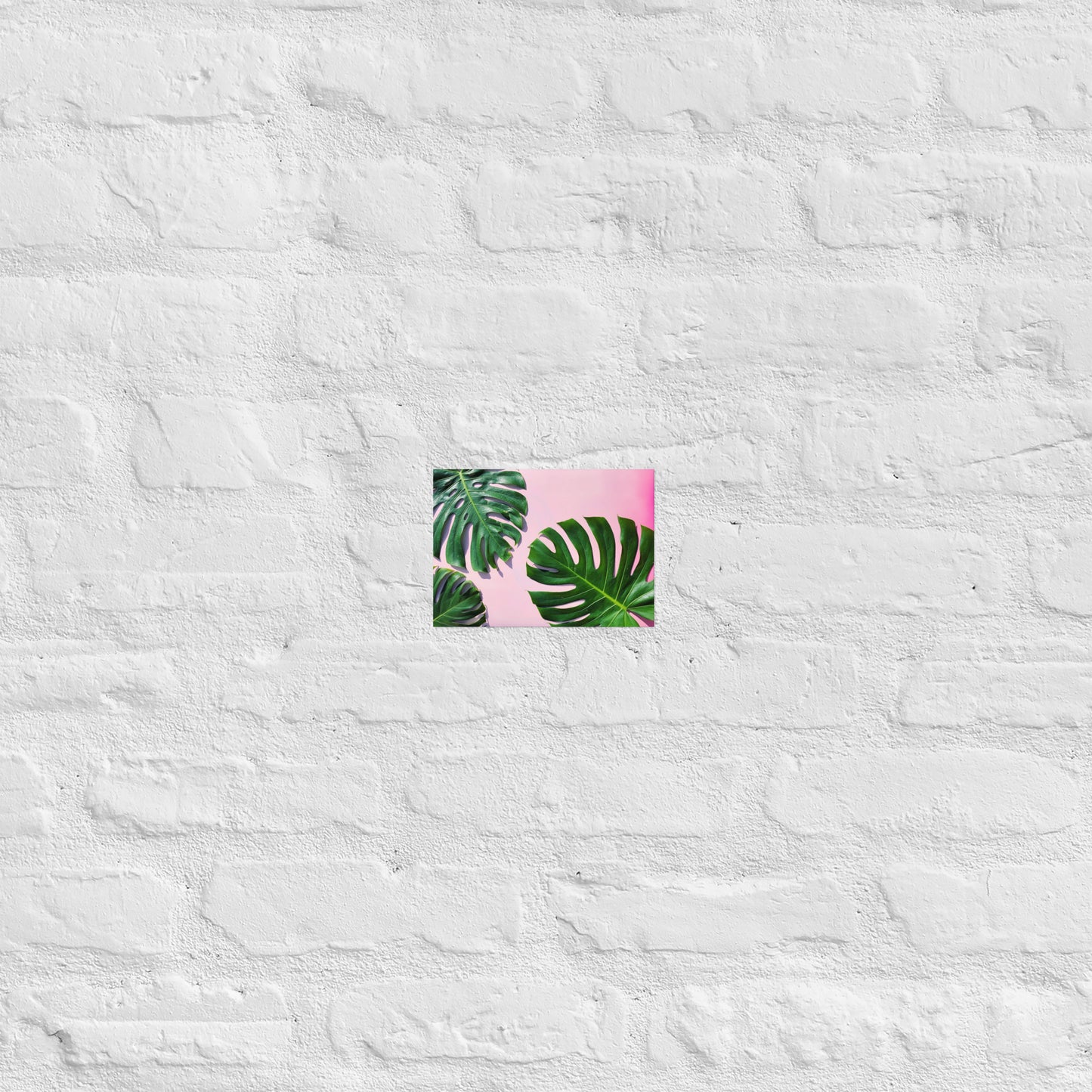 PINK & MONSTERA